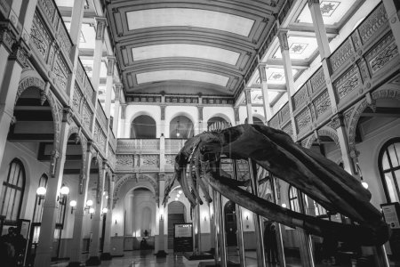 Téléchargez les photos : Deux étages et plafond d'architecture néoclassique magnifique dans un musée public des siècles anciens intérieur avec un grand squelette de baleine (en noir et blanc) - en image libre de droit