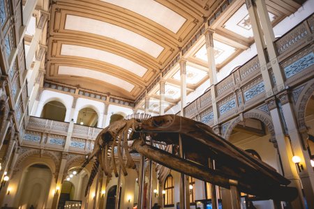Foto de Dos plantas y techo de magnífica arquitectura neoclásica en un antiguo interior museo público de siglos con un gran esqueleto de ballena - Imagen libre de derechos