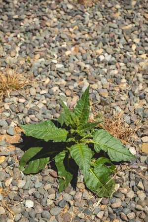 Resiliencia en la naturaleza: una pequeña planta de malezas solitaria floreciendo valientemente bajo el sol en medio de piedras
