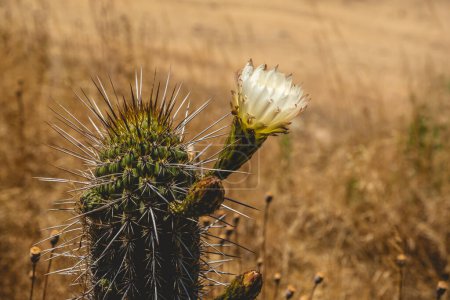 Téléchargez les photos : Beauté et solitude du désert : un gros plan d'une fleur de cactus fleurit parmi les épines avec la nature dorée et aride derrière - en image libre de droit