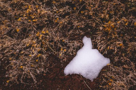 Cambio estacional: nieve delicada en medio de malezas amarillentas, un duro recordatorio del cambio climático