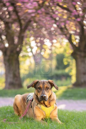 Photo for Funny dog. dog yawns.Cover dog in nature. Blooming sakura on the background sits a dog. Retriever on the background of cherry blossoms. Spring. Dog. Beautiful animal for the cover. Animals in nature.Labrador in nature. - Royalty Free Image