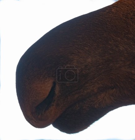 Téléchargez les photos : Rétro-éclairé nez et bouche d'un wapiti.. - en image libre de droit