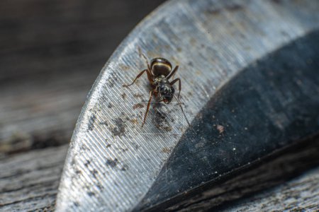 Téléchargez les photos : Une petite fourmi curieuse sur le bord d'un couteau. - en image libre de droit