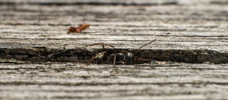 Téléchargez les photos : Une petite fourmi curieuse sur une planche de bois. - en image libre de droit
