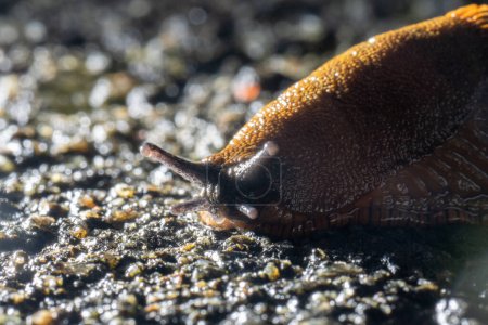 Photo for Brown spanish slug hurrying over asphalt. - Royalty Free Image