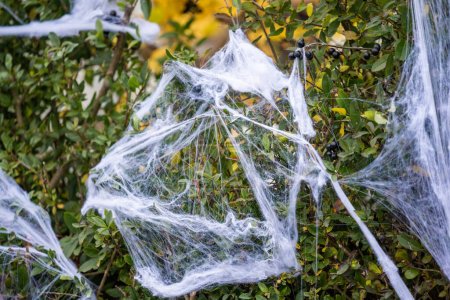 Photo for Fake spider web on a hedge before halloween. - Royalty Free Image