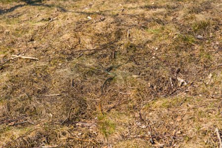Téléchargez les photos : Grass snake Natrix Natrix hiding in grass. - en image libre de droit