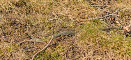 Téléchargez les photos : Grass snake Natrix Natrix in tall grass. - en image libre de droit