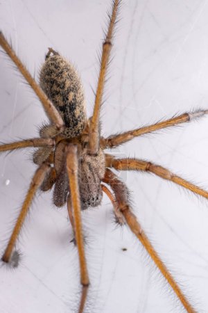 Téléchargez les photos : Macro photo d'une Eratigena atrica aussi connue sous le nom d'araignée géante. - en image libre de droit