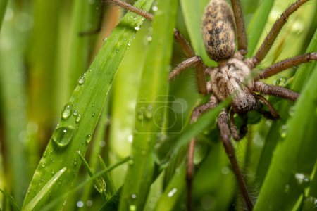 Téléchargez les photos : Macro photo d'une Eratigena atrica également connu sous le nom d'araignée géante maison dans l'herbe. - en image libre de droit