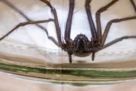 Téléchargez les photos : Macro photo d'une Eratigena atrica aussi connue sous le nom d'araignée géante. - en image libre de droit