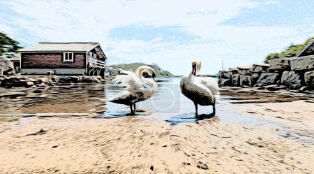 Foto de Pareja de cisnes en una pequeña playa soleada
. - Imagen libre de derechos
