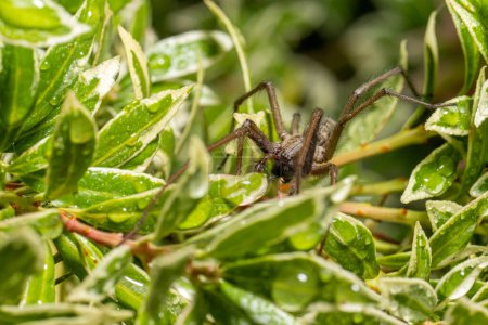 Macro photo of a Eratigena atrica also known as Giant house spider in grass.