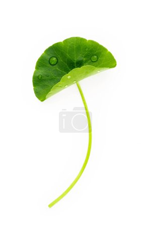 Close up centella asiatica leaves with rain drop isolated on white background top view.
