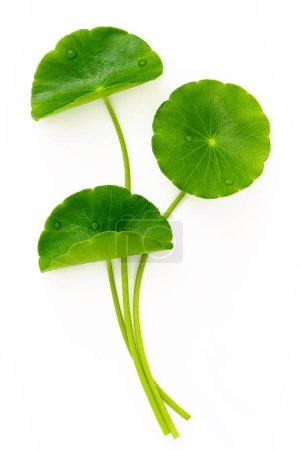 Photo for Close up centella asiatica leaves with rain drop isolated on white background top view. - Royalty Free Image