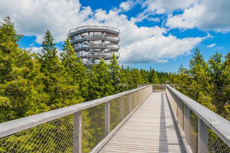Photo for Forest canopy walkway footpath above treetops, outdoor adventure on Rogla, Slovenia - Royalty Free Image