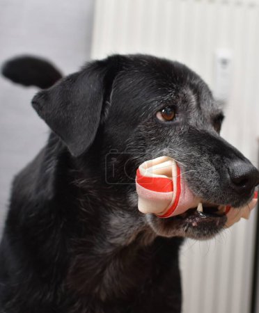Foto de Big black dog with a bone in his teeth - Imagen libre de derechos