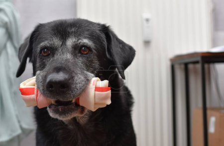 Foto de Big black dog with a bone in his teeth - Imagen libre de derechos