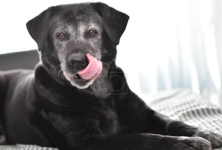Téléchargez les photos : Un grand chien gris noir gît et lèche ses lèvres - en image libre de droit