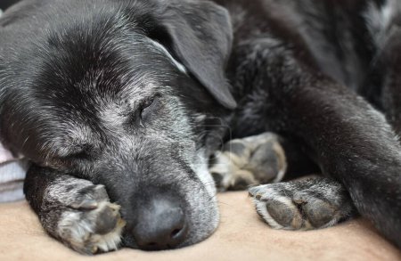 Foto de Negro grande gris perro durmiendo profundamente - Imagen libre de derechos