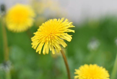 Téléchargez les photos : Pissenlits jaunes dans l'herbe verte - en image libre de droit