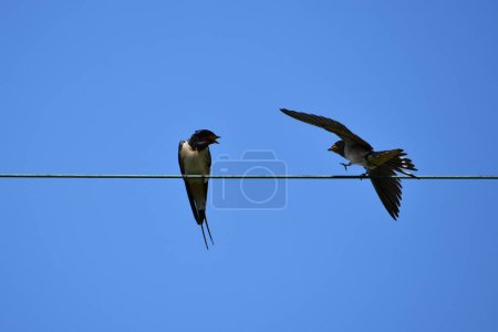 Foto de Dos golondrinas en cables eléctricos contra el cielo azul - Imagen libre de derechos