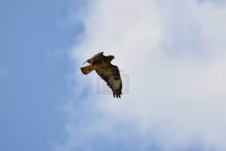 Foto de Halcón volando en el fondo cielo azul sin nubes - Imagen libre de derechos