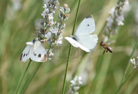 Téléchargez les photos : Papillon et abeille sur les fleurs de lavande - en image libre de droit