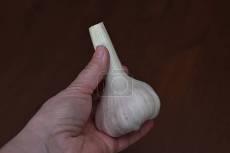 woman holding big fresh garlic in her hand