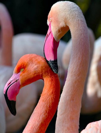 portrait of a group of pink flamingos