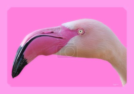 portrait of a pink flamingo on a pink background