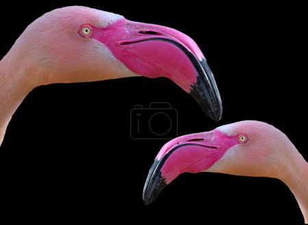 Porträt eines rosa 2 Flamingos auf schwarzem Hintergrund