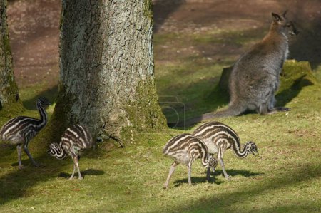 kangourou et poussins d'autruche près d'un arbre