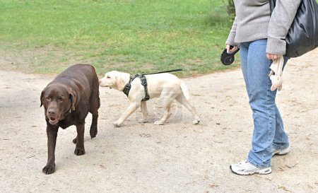 woman and Labrador puppy meeting an adult dog