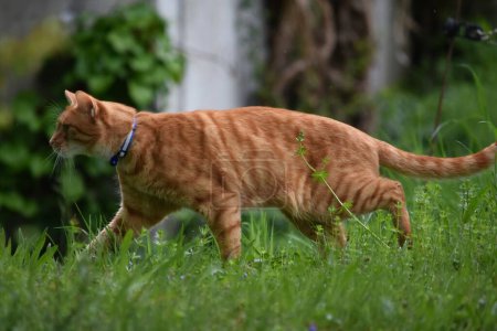 eine rote Katze im Halsband geht an einem Hügel im grünen Gras entlang