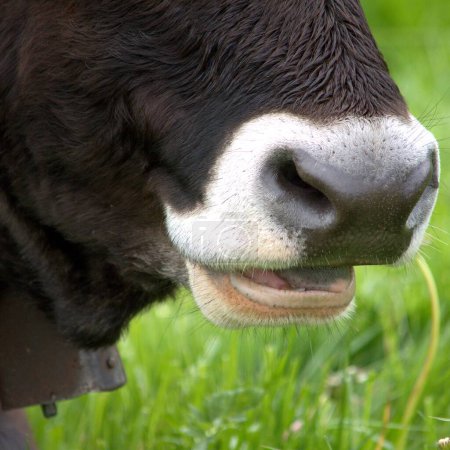 mouth and nose of a cow chewing grass