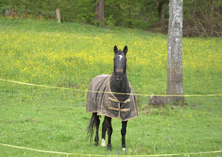 un cheval noir en plein pâturage sur une prairie verte