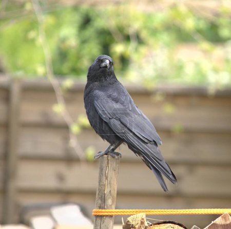 cuervo negro sentado en una clavija de madera