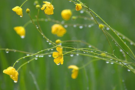gelbe Wildblumen Ranunkeln mit Regentropfen auf einem Feld im Regen