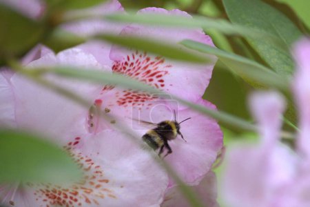 Le bourdon recueille le pollen dans une fleur rincée