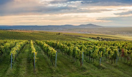 Téléchargez les photos : Vignoble dans le sud de la Moravie lors d'un coucher de soleil spectaculaire avec des collines Palava en arrière-plan - en image libre de droit