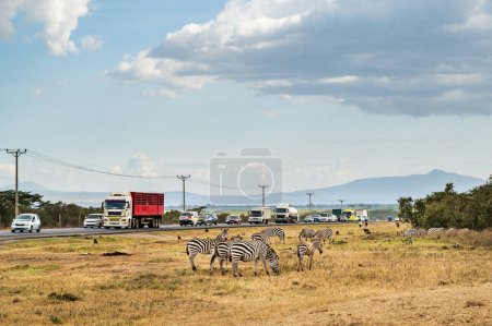 Téléchargez les photos : Route principale au Kenya pleine de voitures et de camions avec un troupeau de zèbres juste à côté - en image libre de droit