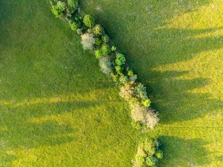 Photo for Aerial view of a country line in spring in soft evening light - Royalty Free Image