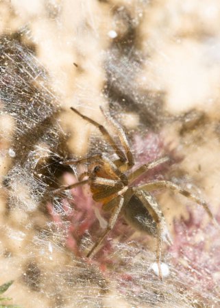 Téléchargez les photos : Gros plan sur le nid d'Agelena labyrinthica - en image libre de droit