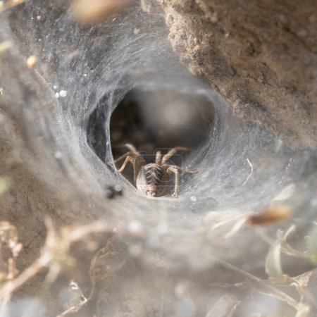 Photo for Close-up of Agelena labyrinthica beetle nest - Royalty Free Image