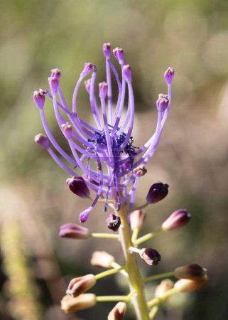 Foto de Leopoldia comosa o muscari comosum o borla jacinto de uva vertical. - Imagen libre de derechos