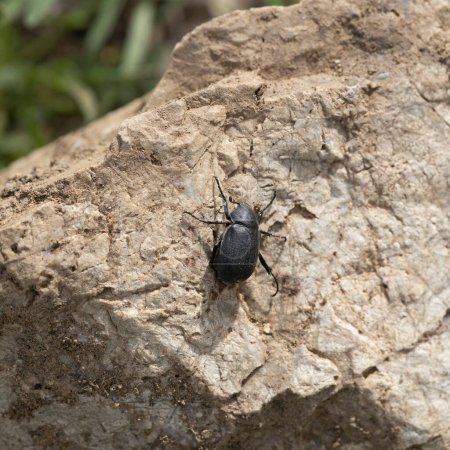 Photo for Close-up of Tenebrionidae beetle on stone - Royalty Free Image