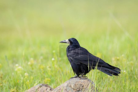 Krähen. Rook. (Corvus frugilegus). Hintergrund der grünen Natur.