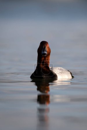 Téléchargez les photos : Canard nageur. Fond naturel. Pochard commun. (Aythya ferina). - en image libre de droit